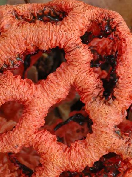 红笼头菌学名“Clathrus rubber”,好似科幻影片中的外星生物 红笼头菌学名“Clathrus rubber”,好似科幻影片中的外星生物