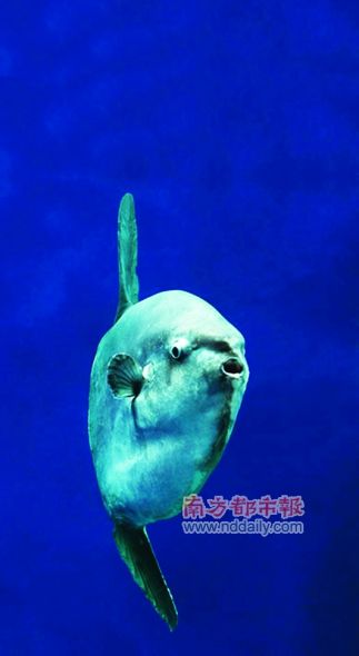 翻车鱼依靠巨大的背鳍和臀鳍游动,它们在水族馆展览已经16年。 翻车鱼依靠巨大的背鳍和臀鳍游动,它们在水族馆展览已经16年。