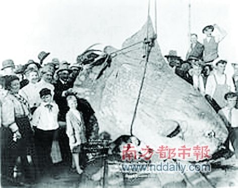 在新西兰海岸搁浅死亡的翻车鱼。 在新西兰海岸搁浅死亡的翻车鱼。