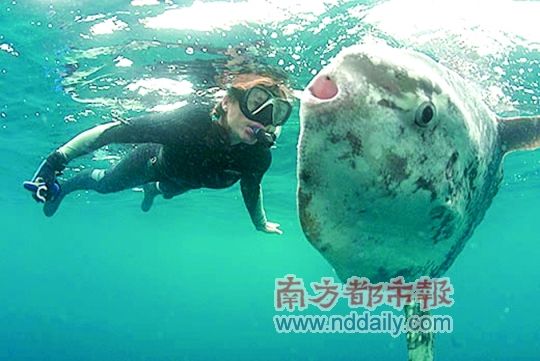 水族馆里,泰斯靠近一条翻车鱼。 水族馆里,泰斯靠近一条翻车鱼。