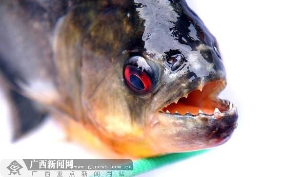 食人鱼的牙齿很吓人。 食人鱼的牙齿很吓人。