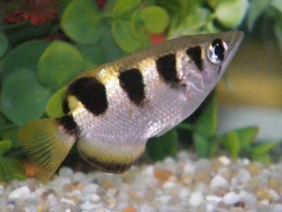 安静状态下的射水鱼。射水鱼(archer fish)是鲈形目射水鱼科5种鱼的统称,以其喷射水滴捕猎悬垂植物上的昆虫为食而得名。 安静状态下的射水鱼。射水鱼(archer fish)是鲈形目射水鱼科5种鱼的统称,以其喷射水滴捕猎悬垂植物上的昆虫为食而得名。