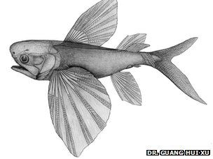 “Potanichthys xingyiensis”飞鱼外观重塑。 “Potanichthys xingyiensis”飞鱼外观重塑。