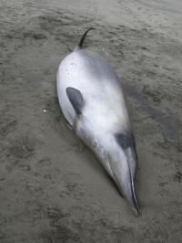两头极其稀有的铲齿中喙鲸(spade-toothed whale,学名Mesoplodon traversii)被海水冲到新西兰的海岸,一开始它们被误以为是常见的格氏中喙鲸。 两头极其稀有的铲齿中喙鲸(spade-toothed whale,学名Mesoplodon traversii)被海水冲到新西兰的海岸,一开始它们被误以为是常见的格氏中喙鲸。