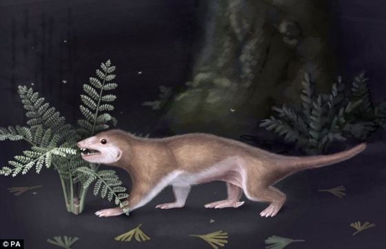 艺术概念图,展示了生活在1.65亿年前的小型哺乳动物Megaconus mammaliaformis,年代早于雷克斯霸王龙。它们拥有爬行动物的特征,长有带有毒性的长刺。Megaconus化石是芝加哥大学在中国发现的, 外形与现代松鼠类似,可能是最古老的人类近亲之一 艺术概念图,展示了生活在1.65亿年前的小型哺乳动物Megaconus mammaliaformis,年代早于雷克斯霸王龙。它们拥有爬行动物的特征,长有带有毒性的长刺。Megaconus化石是芝加哥大学在中国发现的, 外形与现代松鼠类似,可能是最古老的人类近亲之一
