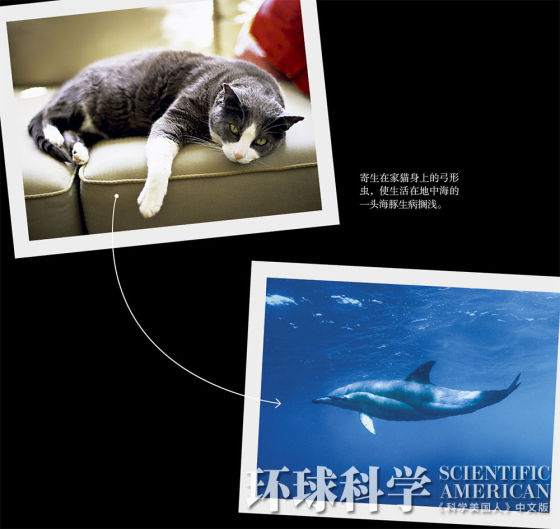 陆地疾病流入海洋 陆地疾病流入海洋