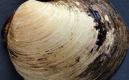 被称作“明”的生物(图片来源:英国媒体) 被称作“明”的生物(图片来源:英国媒体)
