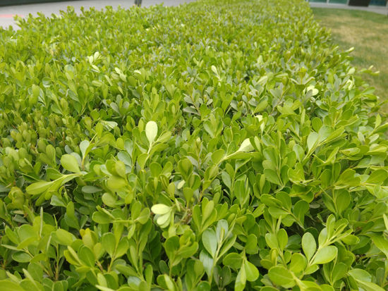 阳光下红绿色彩还原较准确