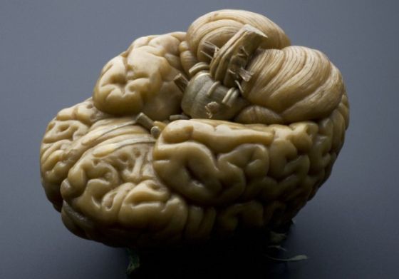 一个人类大脑的模型 一个人类大脑的模型