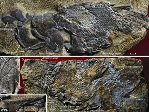 中国古生物学家在云南曲靖距今4亿多年前的地层中发现了一件迄今为止全球最古老的近乎完整的硬骨鱼化石。 中国古生物学家在云南曲靖距今4亿多年前的地层中发现了一件迄今为止全球最古老的近乎完整的硬骨鱼化石。