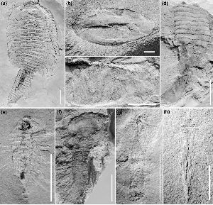南京古生物学家挖出5.3亿年前古生物化石。 南京古生物学家挖出5.3亿年前古生物化石。