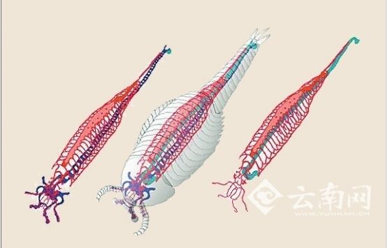 云南大学古生物学家侯先光教授领衔的国际研究团队首次发现了迄今所知最古老和最完整的节肢动物心血管循环系统。 云南大学古生物学家侯先光教授领衔的国际研究团队首次发现了迄今所知最古老和最完整的节肢动物心血管循环系统。