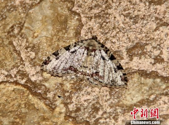 成都洞穴尺蛾 成都洞穴尺蛾