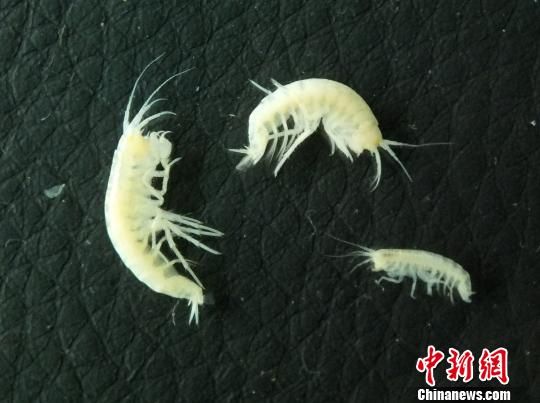 龙门山洞穴沟虾 龙门山洞穴沟虾