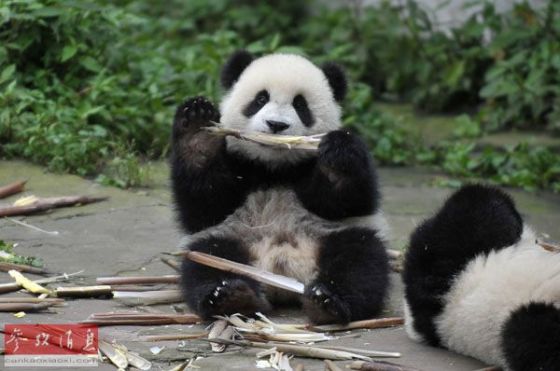 图为一只幼年大熊猫在享用竹笋。 新华社记者 薛玉斌 摄 图为一只幼年大熊猫在享用竹笋。 新华社记者 薛玉斌 摄