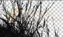 ����̳�:Photoshop����Ƭ��������Ƭ