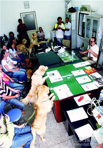 走近首批国产导盲犬(组图)_科学探索