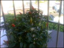 �����ʸ�Ħ�л����������ֻ�Z6����(6)