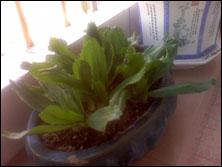 �����ʸ�Ħ�л����������ֻ�Z6����(6)