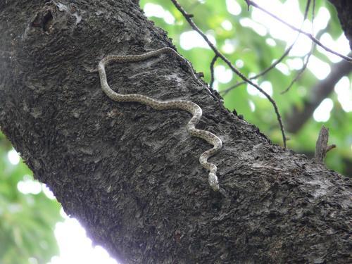 令人震撼的控制力 松下FZ18速写评测_数码
