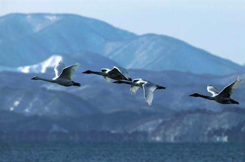 原厂红圈情 佳能L头哪些最值得购买?_数码
