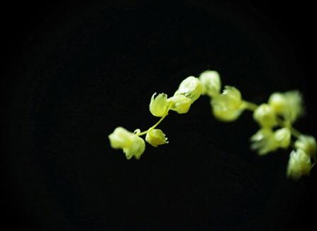 微距摄影3招技法 发现细微世界DC微距摄影3招技法谈(2)