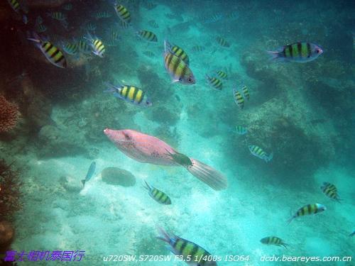 阳光、沙滩和热带鱼 泰国普吉岛游记_数码
