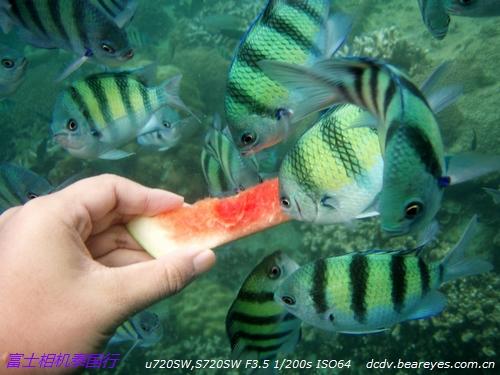 阳光、沙滩和热带鱼 泰国普吉岛游记_数码