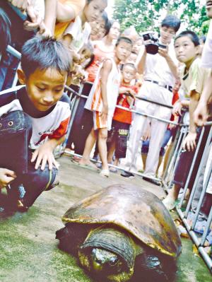 �㶫����80����Ұ���������Ѿ�500��