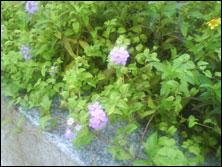2.4�糬����������ʱ�����ֻ�W910����(6)