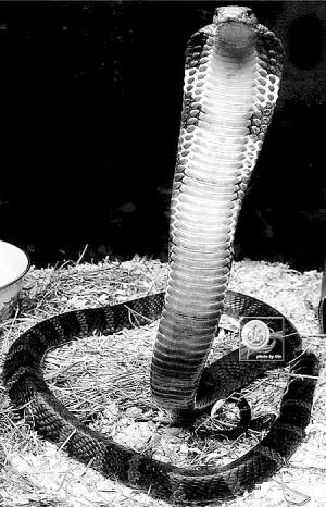 解密特殊的地震预报员--蛇_科学探索