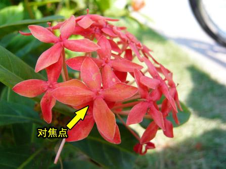 ǻ۹ǿƬDCFX55(11)
