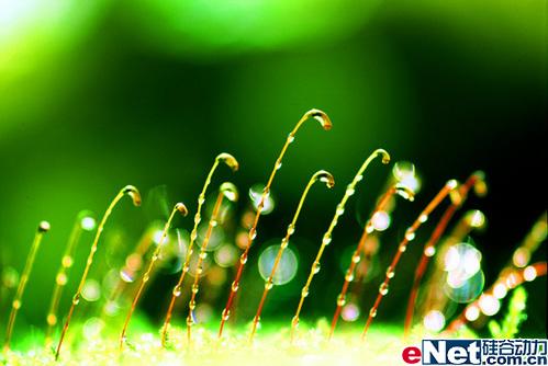 一花一世界 相机微距镜头里的美丽人间(8)_数码