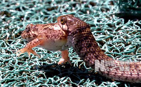 组图:蛇吞青蛙全过程