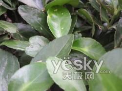 500万像素+灵感之窗 三星U908E评测报告