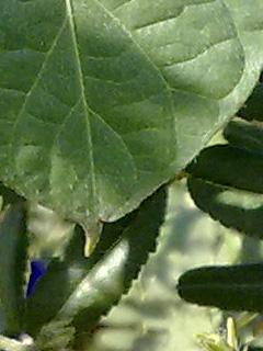 500万拍照已成主流 诺基亚N85拍摄评测