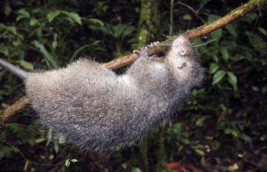 博萨维毛鼠活动习惯如同树懒。 博萨维毛鼠活动习惯如同树懒。