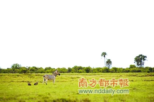 斑马是喀拉哈里沙漠中的关键物种。