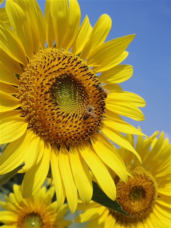 宾得微单Pentax Q最新官方样张欣赏