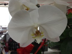 8MP人气王 Note II/iPhone 5拍照对比 不发