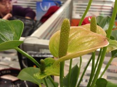 Note II/iPhone 5拍照对比