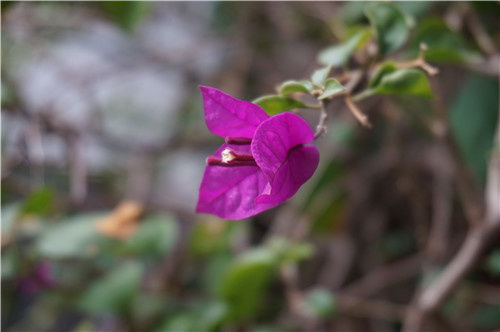 加入NFC功能 索尼微单相机A5000评测