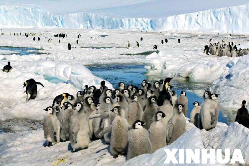 科技时代_南极掠影：神奇大陆上成群的帝企鹅(组图)