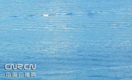 科技时代_新疆赛里木湖发现10米长不明水生物(图)