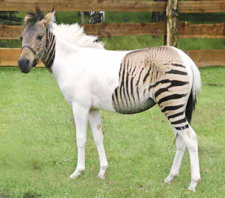 德动物园出现兼具斑马和马特点杂交马(图)