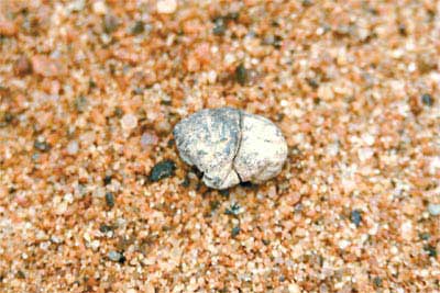 科技时代_英国考古发现5000年前口香糖(图)
