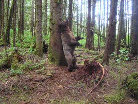 科技时代_英国科学家发现雄灰熊蹭树为抢配偶不为挠痒