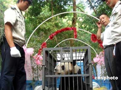 科技时代_中国最美大熊猫桂林完婚 曾在多部影视亮相(图)