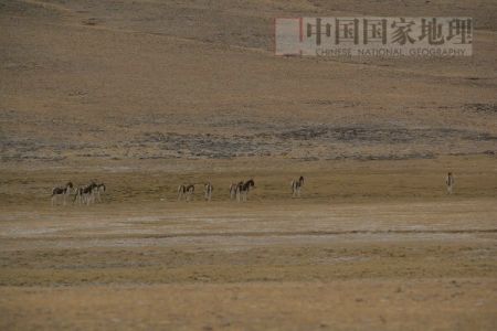 科技时代_图文：羌塘草原上奔跑的藏野驴