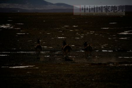 科技时代_图文：乌兰乌拉湖边奔腾的藏野驴